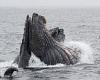 Moment whale-watchers are dwarfed by FOUR humpback whales