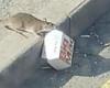 Stomach-churning moment a RAT drags a Big Mac box off a busy road 