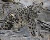 Endangered snow leopards that caught COVID-19 at San Diego zoo showing signs of ...