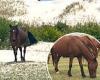 Beloved wild horse Hazel who 'babysat' foals on North Carolina coast found dead ...