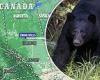 Canadian woman, 26, is mauled to death by black bear in rare attack during ...