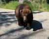 VIDEO: Alaskan grizzly bear surprises tour group
