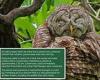Barry the owl is killed after flying into a maintenance car while searching for ...