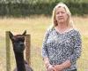 Minister's heartbreaking final verdict on Geronimo the alpaca who's tested ...