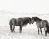 Stunning images capture wild horses on one of the world's most remote islands
