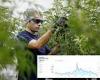 Canada's legalized weed business flops with 1.1 BILLION gram marijuana mountain ...