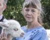 Plight of alpaca takes new turn as it emerges a healthy animal was killed