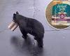 Black bear makes off with Connecticut homeowner's Amazon package filled with ...