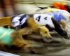 Greyhound euthanasia, injury at Darwin racing club ‘unacceptably’ high, ...