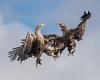 Eagles square up for featherweight title in stunning image of fight in skies ...