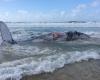 When a whale dies, it becomes a floating buffet for all sorts of creatures — ...