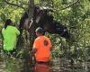 Cow stuck in tree gets rescued after Hurricane Ida