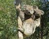 Ember the koala who survived Australia's bushfires shows off new joey in the ...