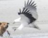 Dingo steals a crab from fisherman's pot before having to fight a sea eagle for ...