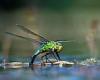 HORATIO CLARE: Dragonflies are now spreading their wings across Britain