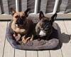 Dog owner's two French bulldogs died 'of heatstroke when pet-sitting firm left ...