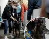 Covid-sniffing dogs are brought in at Miami airport to detect infected ...