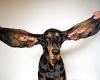 Hound Lou's record-breaking ears are among entries in latest Guinness World ...