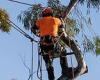 Tree lopper tests positive to Covid-19 in Lake Macquarie as another group ...