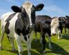 Case of mad cow disease is identified on a Somerset farm