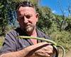 Snake catcher breaks 30-year record with NINETEEN relocations in just one day