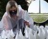 More than 660K white flags are planted for COVID victims on the National Mall ...