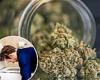 Study: habitual marijuana users - including teenagers - are being hit with ...