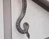 Terrifying moment a python breaks through the roof of a Queensland couple's ...