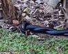Shocking moment two HUGE red-bellied black snakes duel it in a Sunshine Coast ...