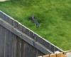 Woman spots a 4ft long 'crocodile' on the loose in her neighbour's garden in ...