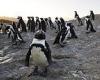 A swarm of honey bees had killed 63 endangered penguins in South Africa by ...