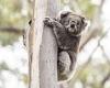 Koalas are going EXTINCT with as few as 30,000 left in the Australian wild