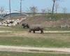 Female rhino drowns after slipping into a watering hole while being chased at ...