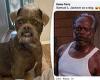 Couple shares photo of rescue dog that people say resembles Samuel L Jackson 