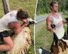 Nick 'Honey Badger' Cummins heroically saves a sheep from a barbed wire fence 