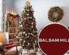 Christmas tree prices skyrocket due to rising shipping costs amid global supply ...