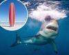 Shark repellant device worth $500 which clips to surfboard uses electric pulse ...