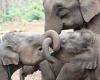 Having female siblings may help elephants live longer, study finds