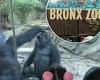 Giant male primate shocks families at Bronx Zoo by performing sex act on his pal