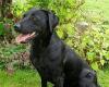 Greedy one-year-old Labrador lucky to be alive after swallowing 11 ROCKS during ...