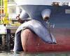 Moment a Japanese tanker docks into a harbour with a 32-foot dead whale stuck ...