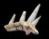 Bizarre armoured spike fossil belongs to dinosaur that lived in Africa 168 ...