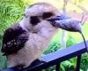Impressive moment a kookaburra nicknamed Scruff swallows a dead rat whole