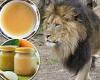 National Zoo feeding COVID-19 infected lions and tigers with chicken broth ...