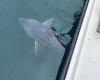Seven fishermen struggle to reel in a 550lb shark off Devon coast