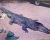 Australia crocodile attack: 4.2m beast dragged man out of his tent before ...