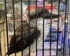 Aussies left disgusted after expat spots a caged kookaburra for sale in a New ...