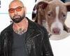 Dave Bautista adopts an abused puppy and offers a $5,000 reward to find the ...