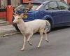 Fury as police sniper kills rare white stag roaming town streets of Bootle, ...