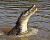 Man suffers heavy bleeding after being bitten by huge CROCODILE on arm and hand ...